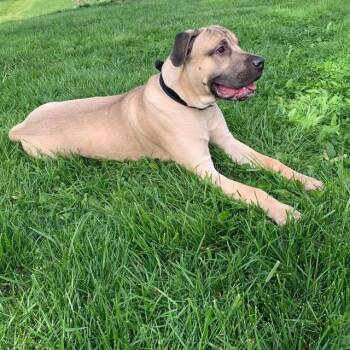 Mastiff Dogs Available for Adoption - Duke | PetCurious