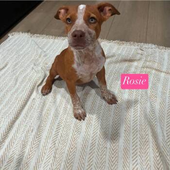 Rosie -  Pit Bull Terrier and Boxer Dog for Adoption in Semmes, Alabama - Rosie | PetCurious
