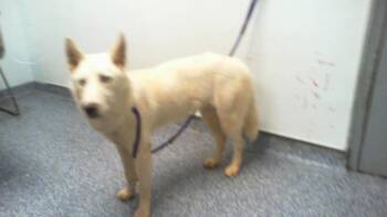 PEARL -  Siberian Husky Dog for Adoption in Charlotte, North Carolina - PEARL | PetCurious