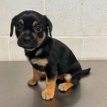 Truffle C703 -  Chihuahua Dog for Adoption in Allen, Texas - Truffle C703 | PetCurious