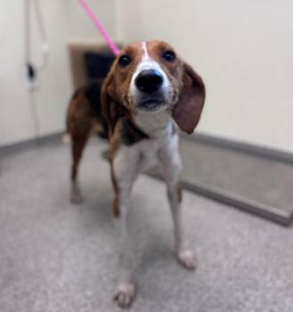 Cardinal -  Hound Dog for Adoption in Disputanta, Virginia - Cardinal | PetCurious