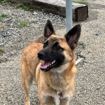 LEO 251-26 -  German Shepherd Dog Dog for Adoption in Cambridge, Ohio - LEO 251-26 | PetCurious