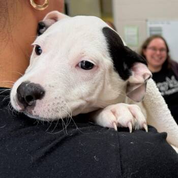 Icarus -  Mixed Breed Dog for Adoption in Walker, Michigan - Icarus | PetCurious