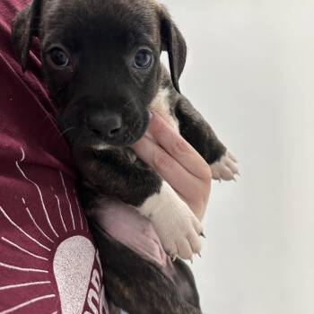 American Staffordshire Terrier and Boston Terrier Dogs Available for Adoption in Mt. Juliet, Tennessee - Princess Charlotte “London’s Royal Litter” | PetCurious