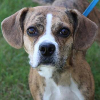 Adalee -  Puggle Dog for Adoption in Eaton, Ohio - Adalee | PetCurious