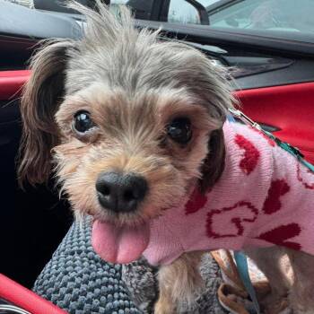 Yorkshire Terrier Dogs Available for Adoption - Millie | PetCurious