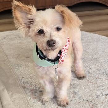 Silky Terrier Dogs Available for Adoption in Ramona, California - Freddie Weasley | PetCurious