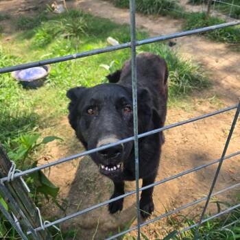 Luna -  German Shepherd Dog Dog for Adoption in Centerville, Tennessee - Luna | PetCurious