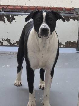 Pit Bull Terrier Dogs Available for Adoption - Valkyrie | PetCurious