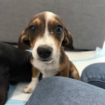Link -  Dachshund and Basset Hound Dog for Adoption in Rockville, Maryland - Link | PetCurious