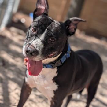 Rescue Mixed Breed Dogs for Adoption in Middleburg, Florida - Pepper 28210 | PetCurious