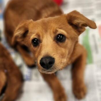 Dachshund and Terrier Dogs Available for Adoption in Austin, Texas - Skipper PF | PetCurious