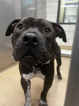 Rescue American Staffordshire Terrier and Mixed Breed Dogs for Adoption in Lewisville, Texas - Vino | PetCurious