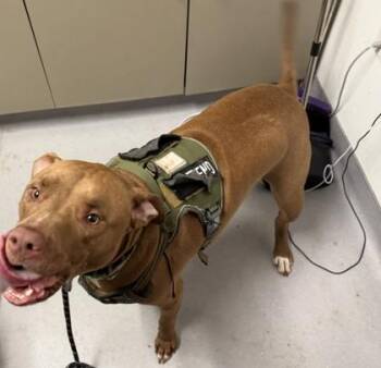 Scooby Doo -  Mixed Breed Dog for Adoption in West Chester, Pennsylvania - Scooby Doo | PetCurious