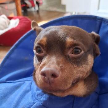 Princeton -  Miniature Pinscher and Chihuahua Dog for Adoption in Fairfax, Virginia - Princeton | PetCurious