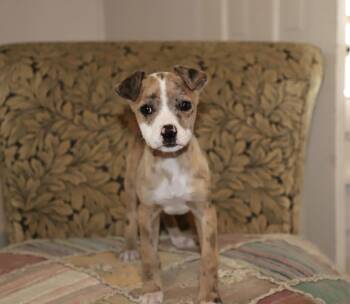 Mixed Breed Dogs Available for Adoption - Billy Jean King Lonestar | PetCurious
