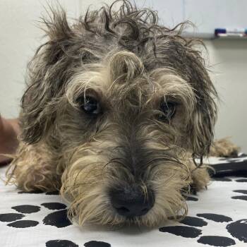 Lucky -  Poodle and Mixed Breed Dog for Adoption in Harrisonburg, Virginia - Lucky | PetCurious