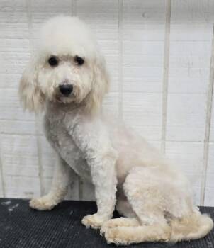 Sadie -  Maltipoo Dog for Adoption in Wheelersburg, Ohio - Sadie | PetCurious
