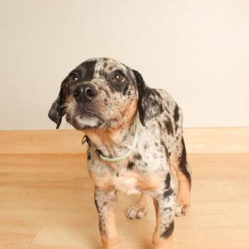 Jets D71174 -  Border Collie and Mixed Breed Dog for Adoption in Minnetonka, Minnesota - Jets D71174 | PetCurious