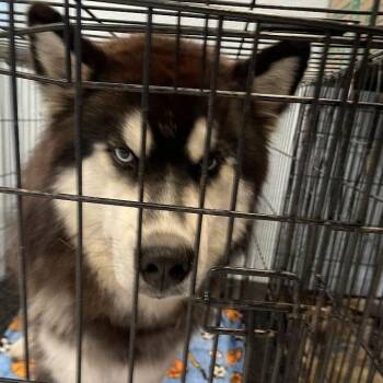 Hunter -  Siberian Husky Dog for Adoption in Port Charlotte, Florida - Hunter | PetCurious