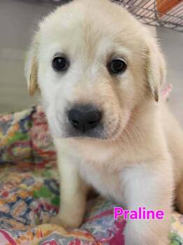 Great Pyrenees and Labrador Retriever Dogs Available for Adoption - Praline | PetCurious