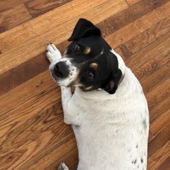 Pretzel -  Jack Russell Terrier and Beagle Dog for Adoption in Columbus, Georgia - Pretzel | PetCurious