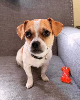Miss Eleanor (Ellie) -  Jack Russell Terrier Dog for Adoption in Austin, Texas - Miss Eleanor (Ellie) | PetCurious