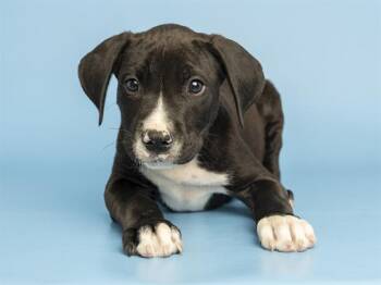 JOSHIE -  Pit Bull Terrier Dog for Adoption in Phoenix, Arizona - JOSHIE | PetCurious