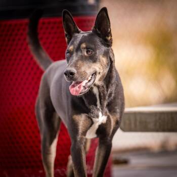 Rex (Hutch) -  Shepherd Dog for Adoption in Twentynine Palms, California - Rex (Hutch) | PetCurious