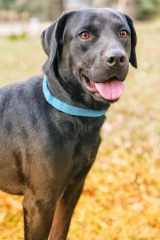 Rescue Black Labrador Retriever Dogs for Adoption in Killingworth, Connecticut - Midnight #22 | PetCurious
