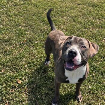 Brunson -  Pit Bull Terrier Dog for Adoption in Jersey City, New Jersey - Brunson | PetCurious