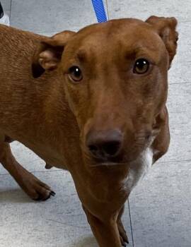 Shepherd and Terrier Dogs Available for Adoption in San Antonio, Texas - Azure | PetCurious