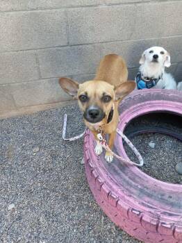 Rowena -  Chihuahua Dog for Adoption in Phoenix, Arizona - Rowena | PetCurious