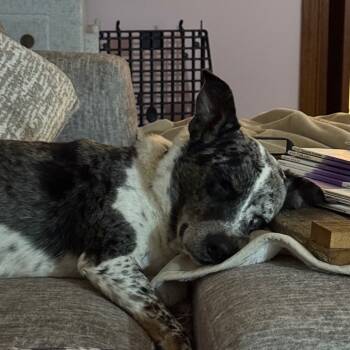 Rescue Australian Shepherd Dogs for Adoption in Wilmington, Delaware - Ruby | PetCurious