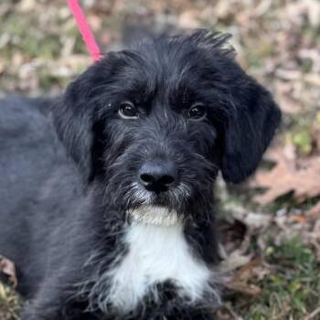Rescue Schnauzer and Terrier Dogs for Adoption in Locust Fork, Alabama - Forrest | PetCurious