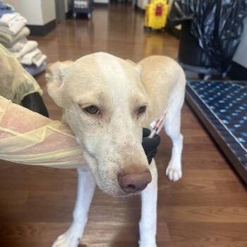 Journey -  Labrador Retriever and Mixed Breed Dog for Adoption in Milan, Illinois - Journey | PetCurious