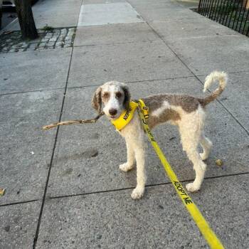 Wallace aka Wally -  Poodle Dog for Adoption in New York, New York - Wallace Aka Wally | PetCurious