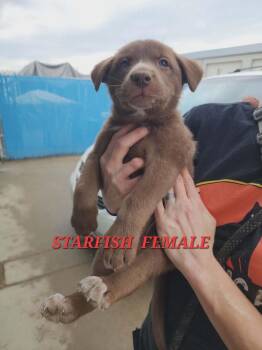 Mixed Breed Dogs Available for Adoption - StarFish | PetCurious