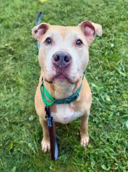 REX -  Staffordshire Bull Terrier Dog for Adoption in Leesburg, Virginia - REX | PetCurious
