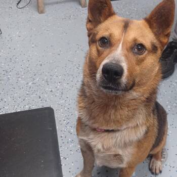 Cardigan Welsh Corgi Dogs Available for Adoption in New Tazewell, Tennessee - Cosco | PetCurious