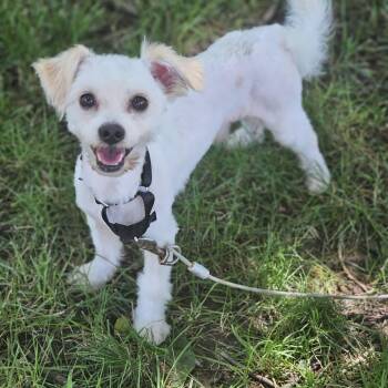 Wabash so il -  Maltese Dog for Adoption in Shiloh, Illinois - Wabash So Il | PetCurious