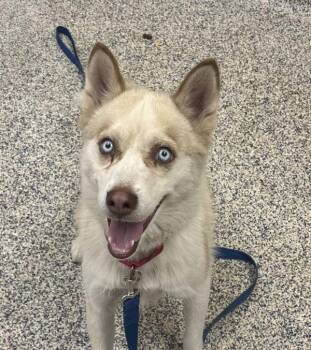 Maya -  Siberian Husky Dog for Adoption in Golden, Colorado - Maya | PetCurious