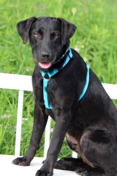 Rescue Labrador Retriever and Mixed Breed Dogs for Adoption in Savage, Minnesota - Dalton | PetCurious