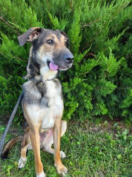 Rescue Shepherd Dogs for Adoption in Beatrice, Nebraska - Rivers | PetCurious