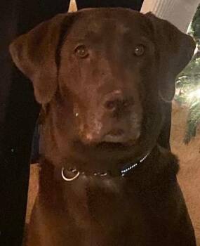Scout -  Chocolate Labrador Retriever Dog for Adoption in Saginaw, Michigan - Scout | PetCurious