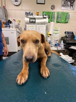 Roamer -  Mixed Breed Dog for Adoption in Mobile, Alabama - Roamer | PetCurious