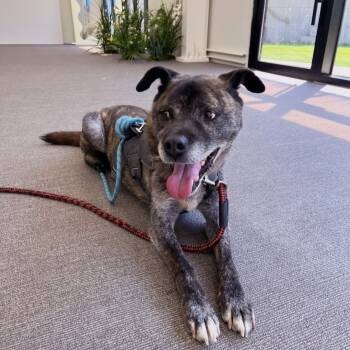 JANGGUN" -  Jindo Dog for Adoption in Springfield, Virginia - JANGGUN" | PetCurious