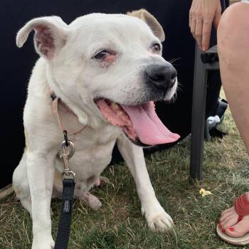 Shroomy -  Pit Bull Terrier Dog for Adoption in Peotone, Illinois - Shroomy | PetCurious