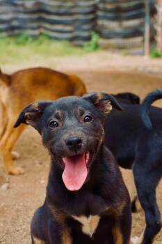Australian Shepherd and German Shepherd Dog Dogs Available for Adoption in San Diego, California - Samoa | PetCurious