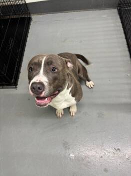 Deacon -  Pit Bull Terrier Dog for Adoption in Findlay, Ohio - Deacon | PetCurious